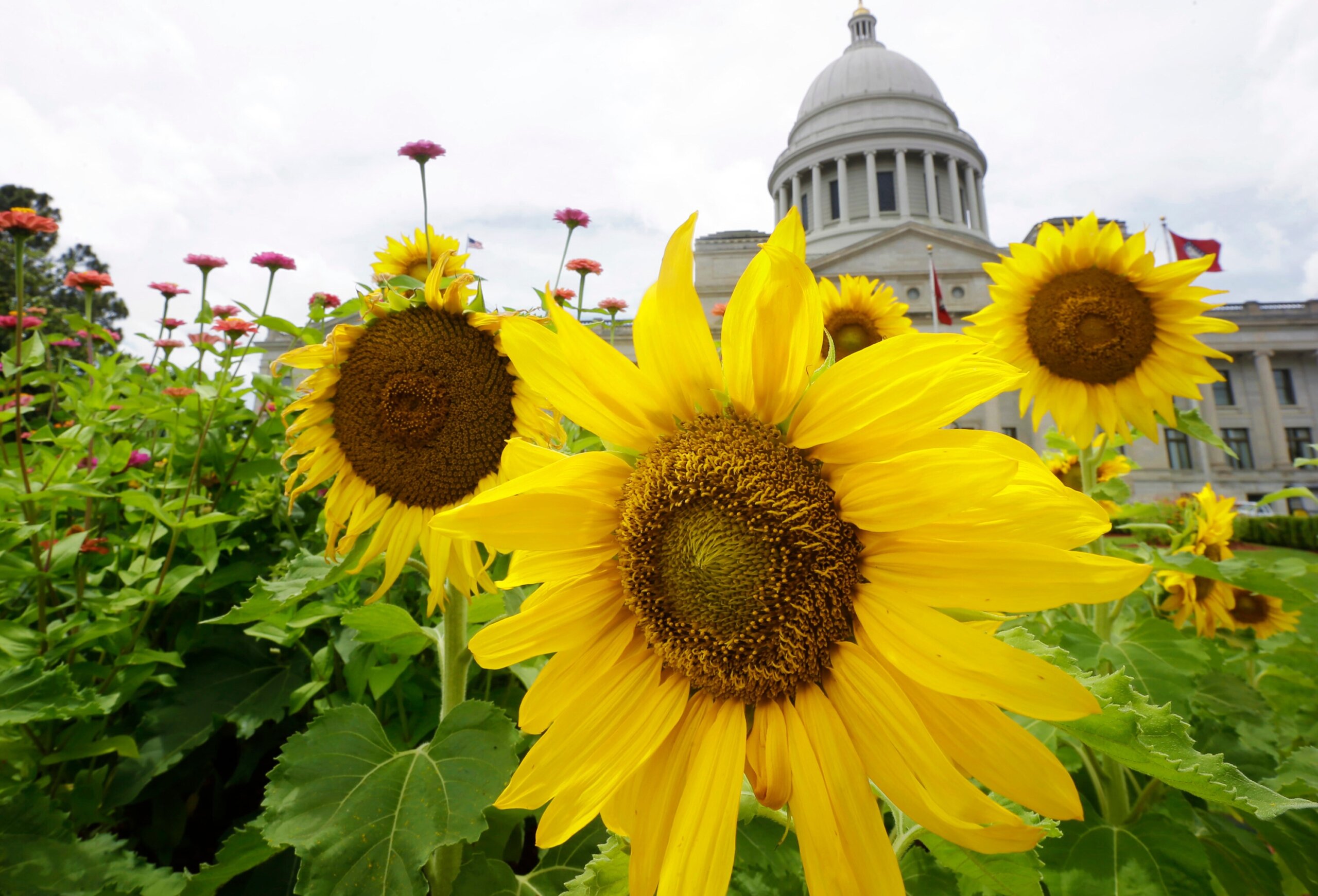 Election 2025 Decision Notes Arkansas