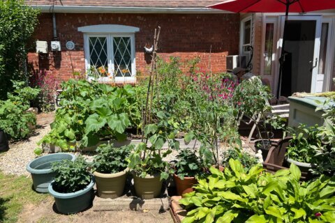 Nobody said vegetable gardens must be in the backyard. Put them out front if it’s sunny