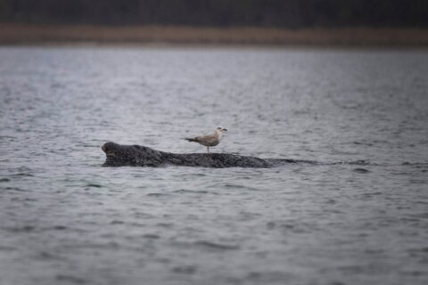 A stranded whale in Germany’s Baltic Sea weakens as hopes of its return to the Atlantic fade