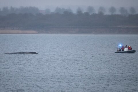 Humpback whale stranded again as its odyssey off the Baltic Sea coast stretches on