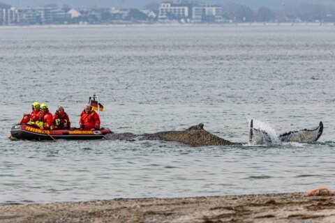 Rescuers try to refloat a stranded humpback whale in Germany’s Baltic Sea