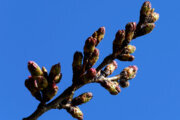 Peduncle time: Cherry blossom trees on National Mall hit stage 4 of 6