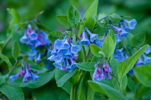Sweeping carpets of color: The Virginia bluebells are on their way