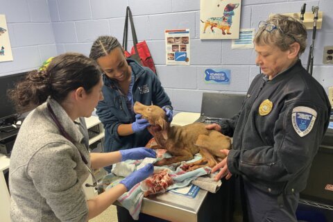 Dozen neglected dogs found in DC apartment, investigation continues