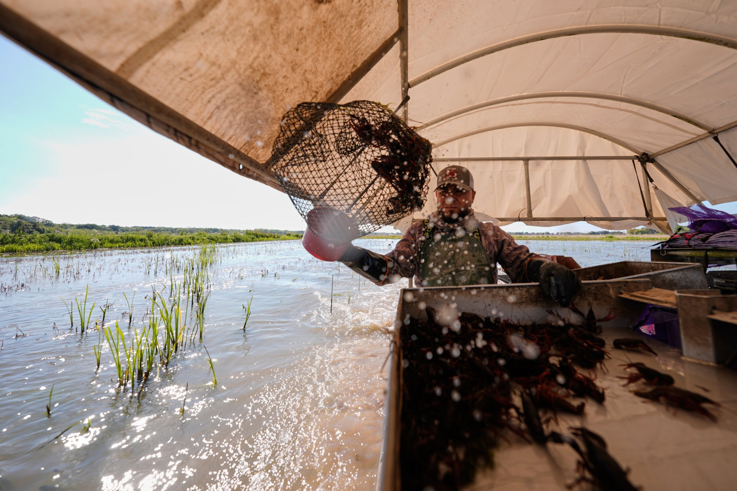 Louisiana’s crawfish industry feels the pinch of limits on foreign workers