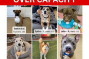 ‘Big dog adopters, we need you’: Montgomery Co. shelter reaches 'critical capacity'