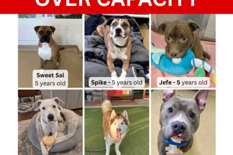 ‘Big dog adopters, we need you’: Montgomery Co. shelter reaches ‘critical capacity’
