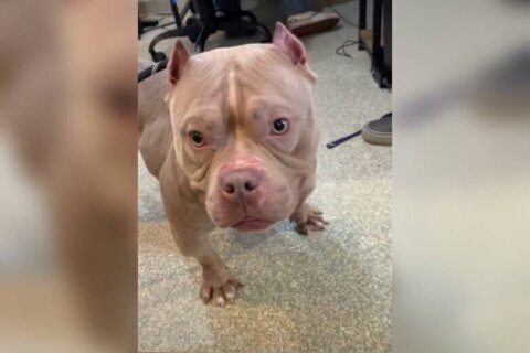 Meet Garnet, a friendly, ‘fun-sized’ and surprisingly muscle-bound pup