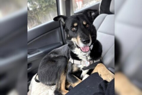 Meet Little Boy, a gentle and goofy Shepherd mix who’s really a big boy