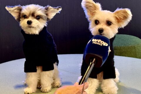 Animal casting agent gives tips on making it in show business 