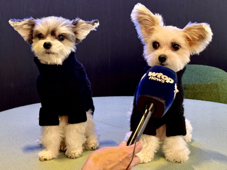 Animal casting agent gives tips on making it in show business 