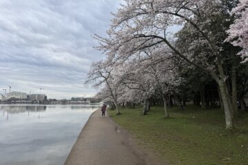 The cherry blossoms at D.C.'s Potomac Park. 