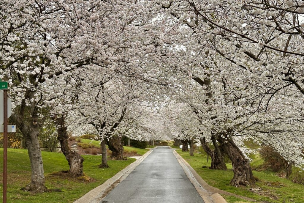 See cherry blossoms without the tourists, traffic or long lines
