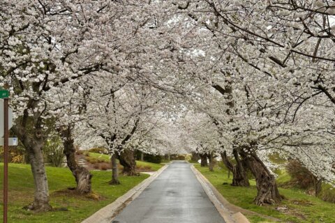 See cherry blossoms without the tourists, traffic or long lines 