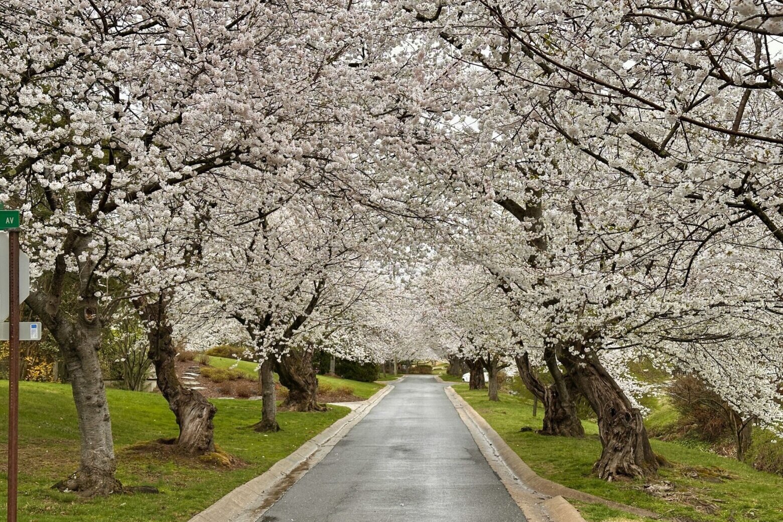 cherry blossoms line both sides of a street