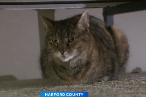 Maryland family reunites with missing cat after 5 years: “I was in disbelief”