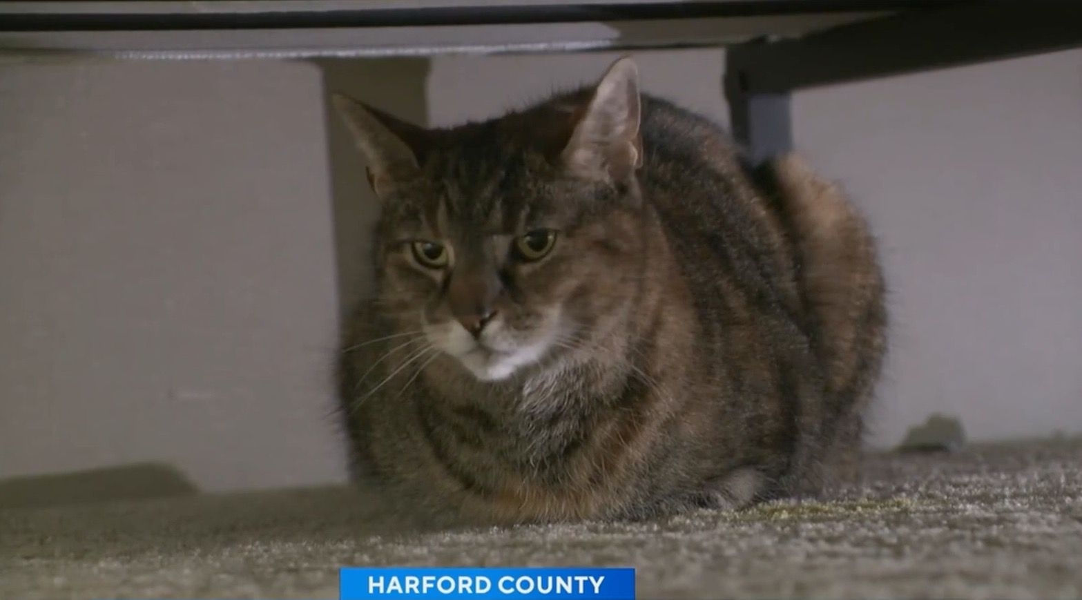 Maryland family reunites with missing cat after 5 years: “I was in disbelief”