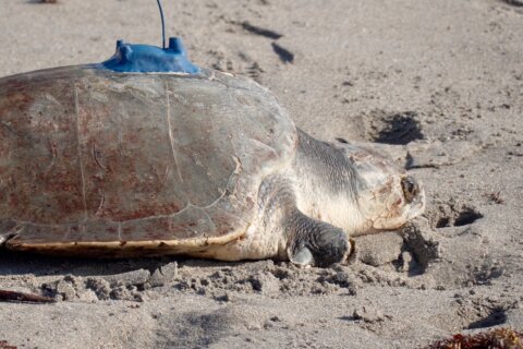 A 3-limbed Kemp’s ridley sea turtle is now being tracked at sea by satellite