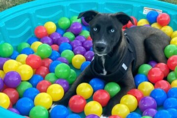 Skye enjoying a ball pit on a summer day.