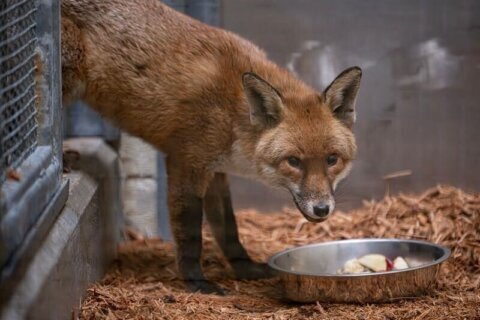 A red fox stows away on cargo ship, traveling from England to US