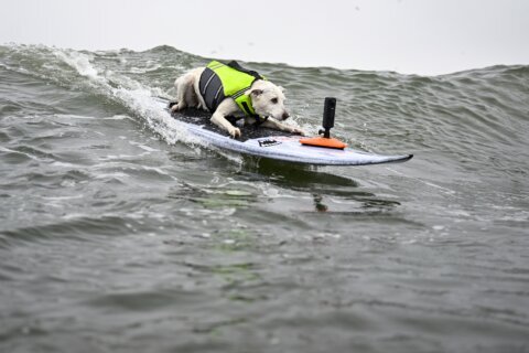 Sugar The Surfing Dog, the first canine inducted into the Surfer’s Hall of Fame, dies