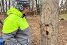Candace Derry pointed out cavities where wood has begun to decay, even when the tree still looks healthy from the outside.