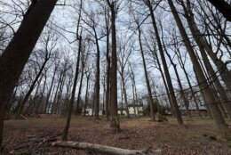 trees in neighborhood