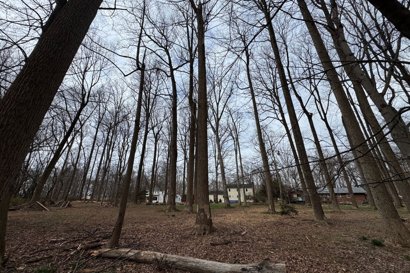 trees in neighborhood