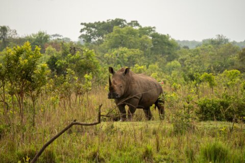 Uganda reintroduces rhinos into a protected area where they have been extinct since 1983