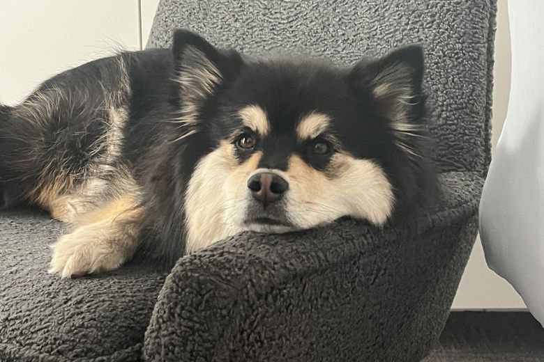 ‘Heart to heart’: The strong bond between us and our pets