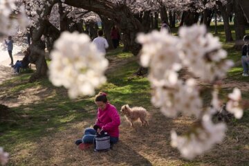 Washington Cherry Blossoms