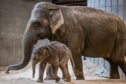 Asian elephant calf Linh Mai with "auntie" Swarna at the Smithsonian's National Zoo in D.C.