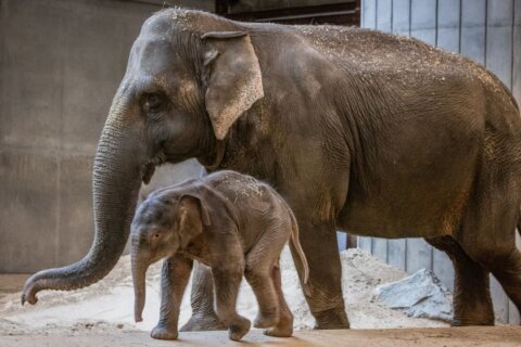 Baby elephant to welcome visitors at National Zoo starting Earth Day