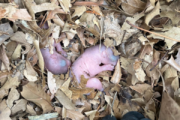 baby squirrels in leaves
