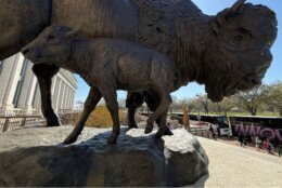 The animals depicted in the statues represent actual bison that the Smithsonian preserved as the population began to decrease in the U.S. The little calf depicts a famous baby bison named "Sandy."