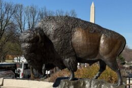 bison statue
