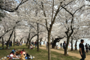 As cherry blossoms reach peak bloom, one unusual tree stands out