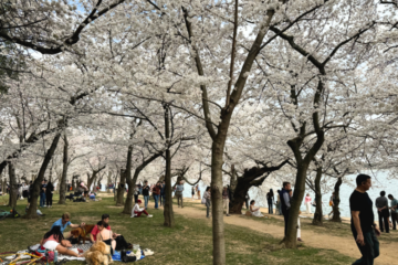 cherry blossoms on the tidal basin