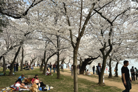 As cherry blossoms reach peak bloom, one unusual tree stands out