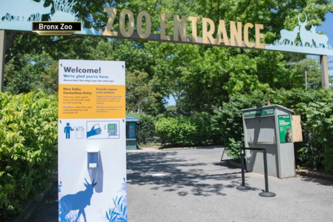 Zorro rojo se esconde en un barco de carga y viaja de Inglaterra a Nueva York