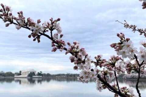 Los cherry blossom del Tidal Basin alcanzan la etapa 5 de 6 rumbo al pico de floración