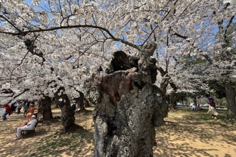 As cherry blossoms reach peak bloom, one unusual tree stands out