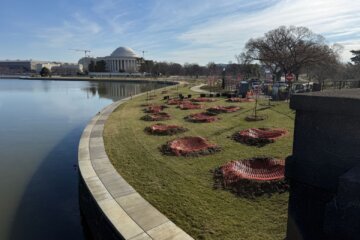 The National Park Service is planting 400 new Yoshino cherry trees around the Tidal Basin and the National Mall.