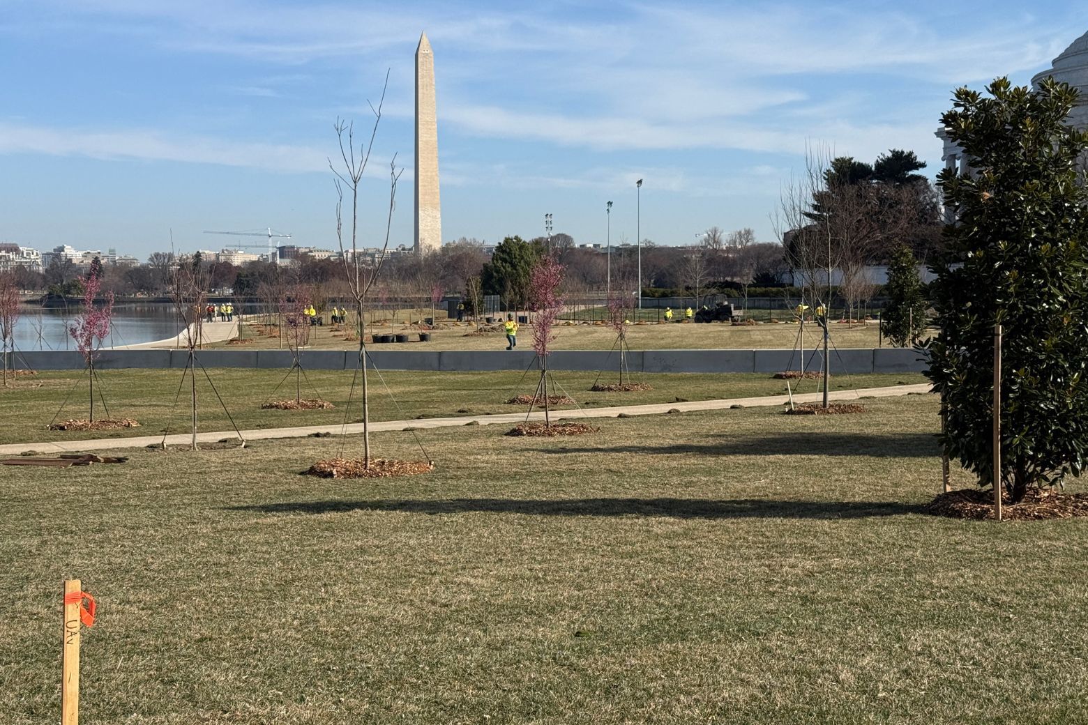 The masses of visitors heading to the D.C. Tidal Basin to see this year’s cherry blossoms might also spot young saplings along a newly completed sea wall.