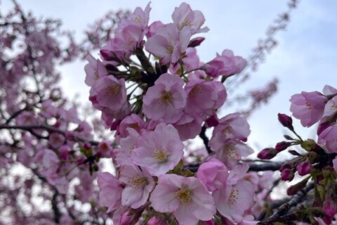 Cherry blossom watch 2026: Is it peak bloom yet?