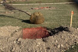 Most of the trees will be planted as the weather warms, National Mall Superintendent Kevin Griess told WTOP.