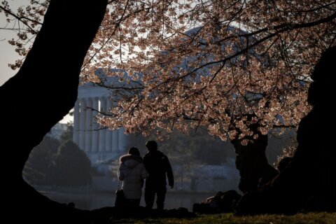 ¿Cuándo será el punto de floración máxima de los cherry blossoms en el 2026?