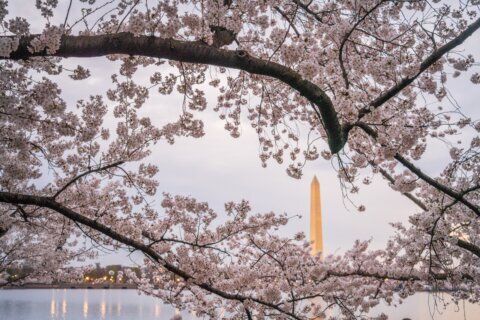 El reto de los cherry blossom 2026: déjanos saber tu predicción