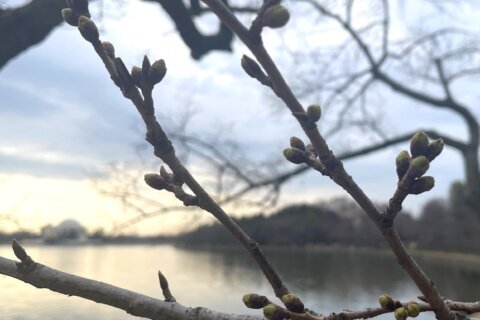 Los cherry blossoms alcanzan su primera etapa de floración