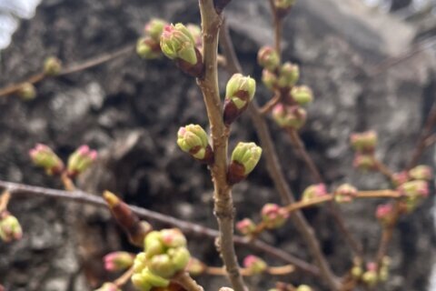 A mitad de camino: los cherry blossoms llegan a la tercera etapa de floración